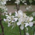 Toringo Apfel (Malus toringo) (2)